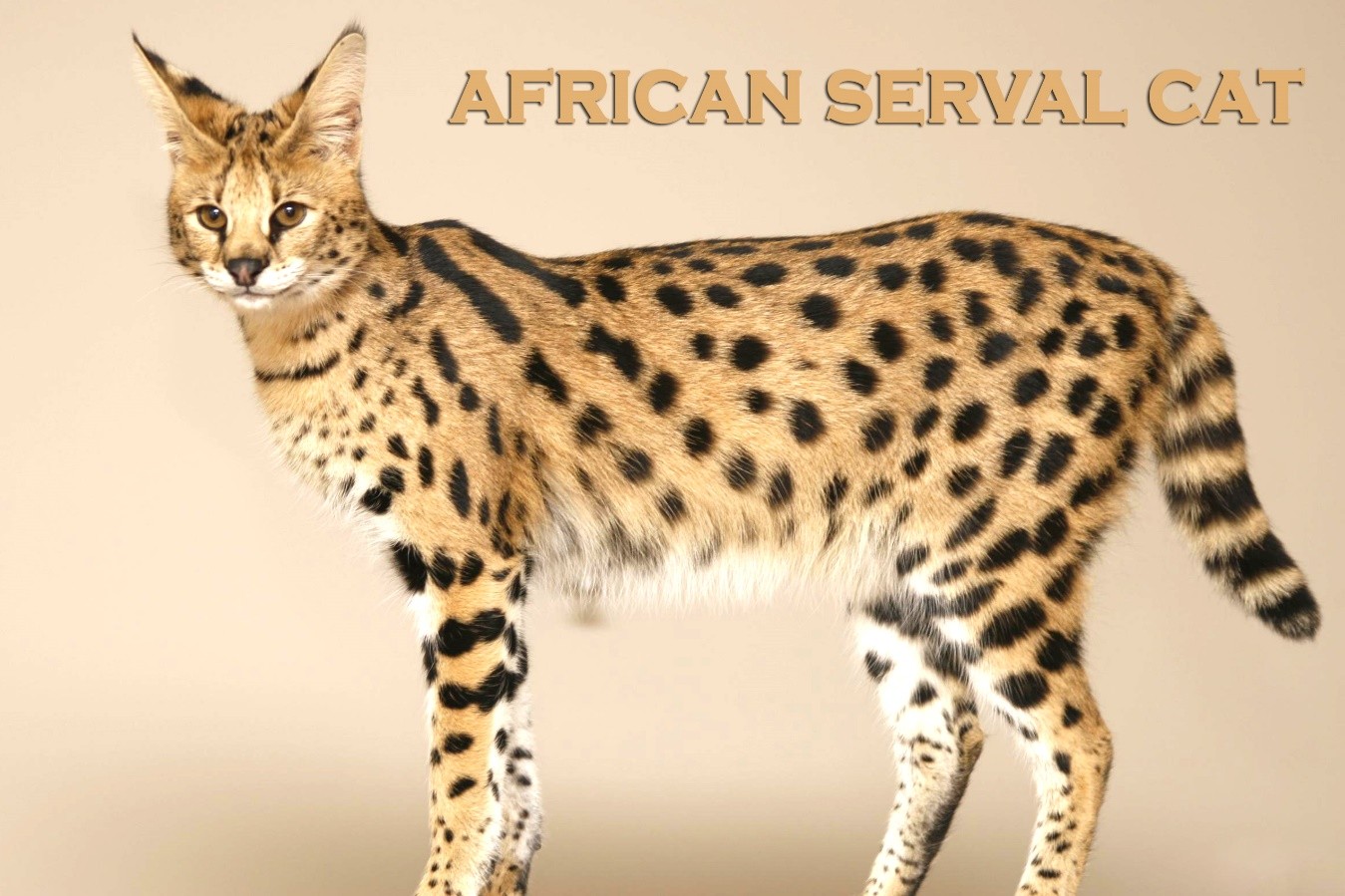 15 Things You Need to Know If You Want to Own a Serval Cat. #14 Might Change Your Mind