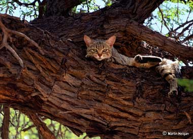 African serval cats need a big roaming space in your home