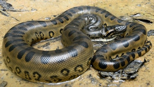 Anacondas