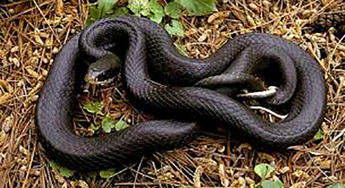 Black racer