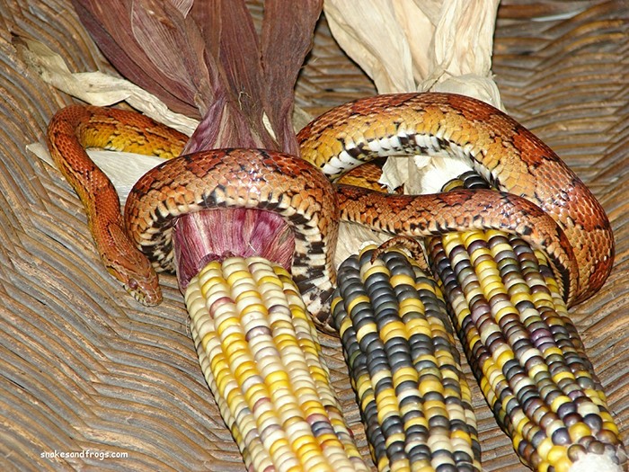 Corn snake