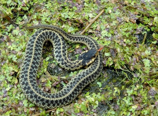 Eastern garter snake