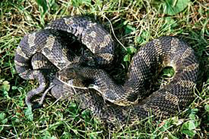 Eastern hognose snake