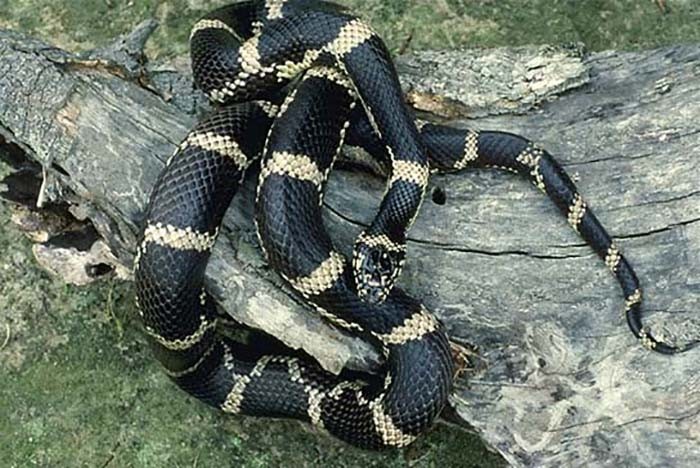 Eastern king snake