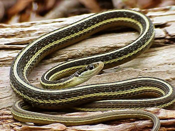 Eastern ribbon snake