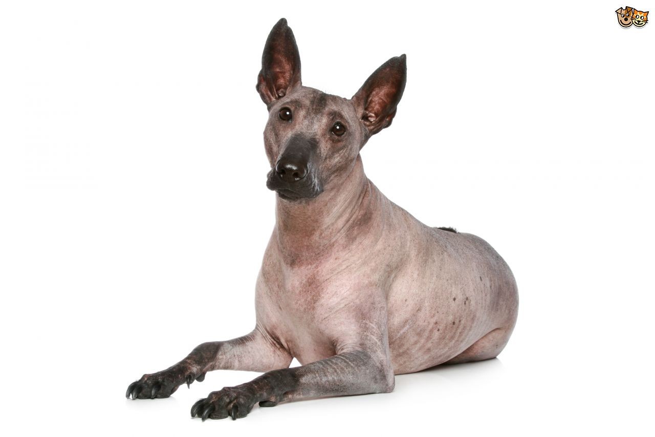 Hairless Dog