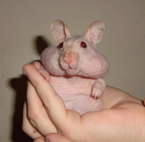 Top 15 Hairless and Creepy Looking Animals of Their Kind 