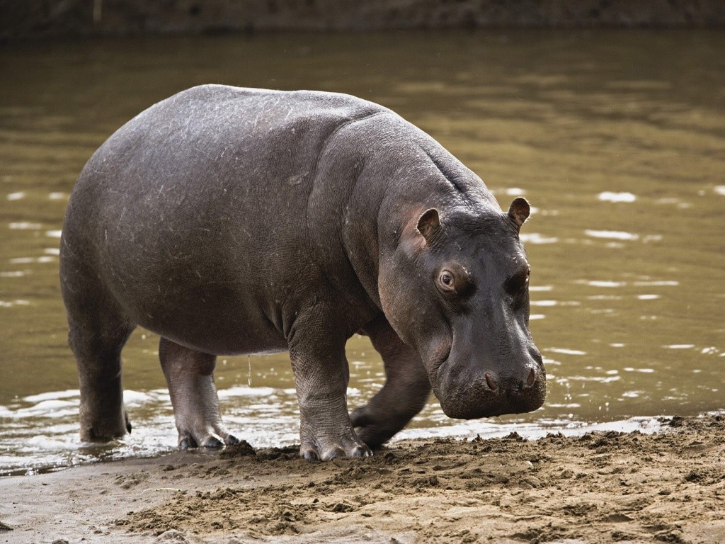 Hippopotamus