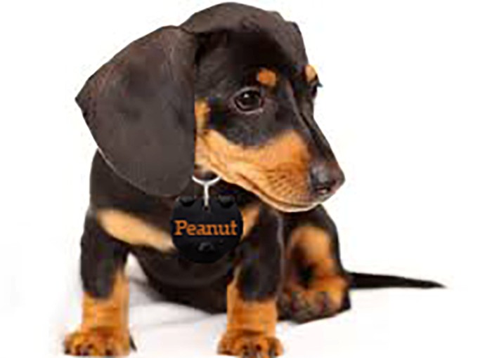 Peanut