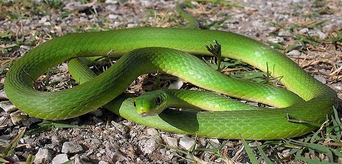 Rough green snake