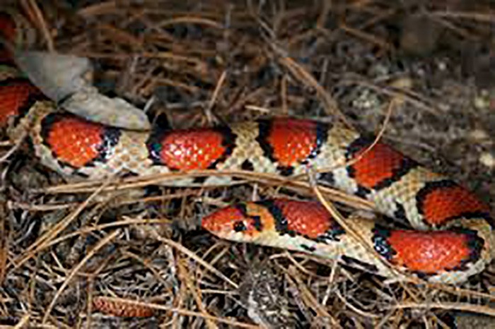 Scarlet snake