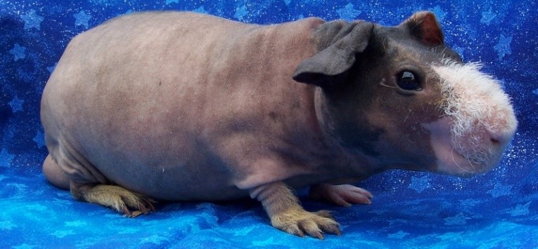 Skinny Pig