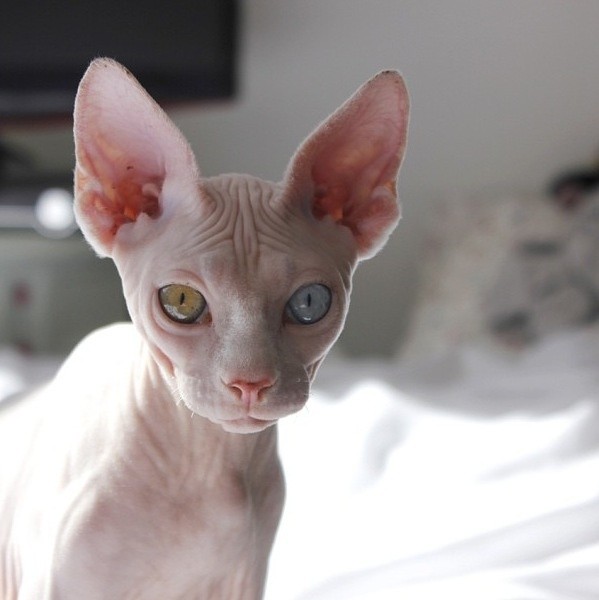 Sphynx Cat