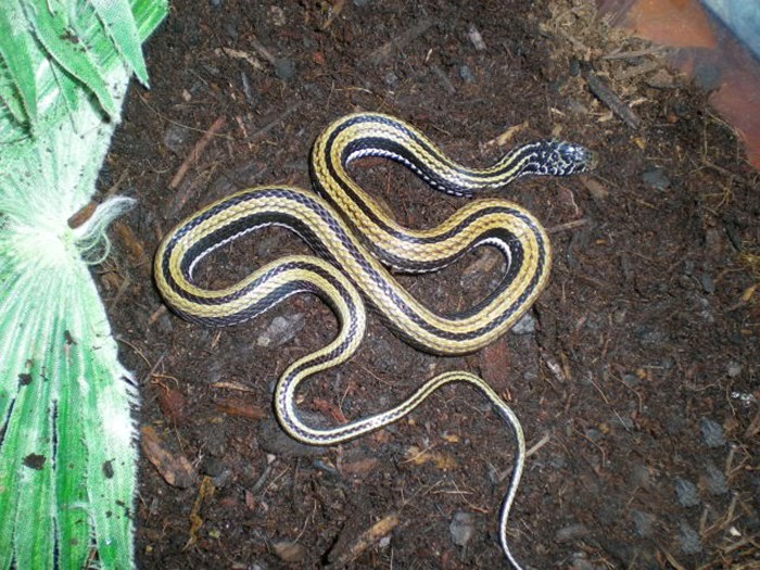 Stripped Keelback