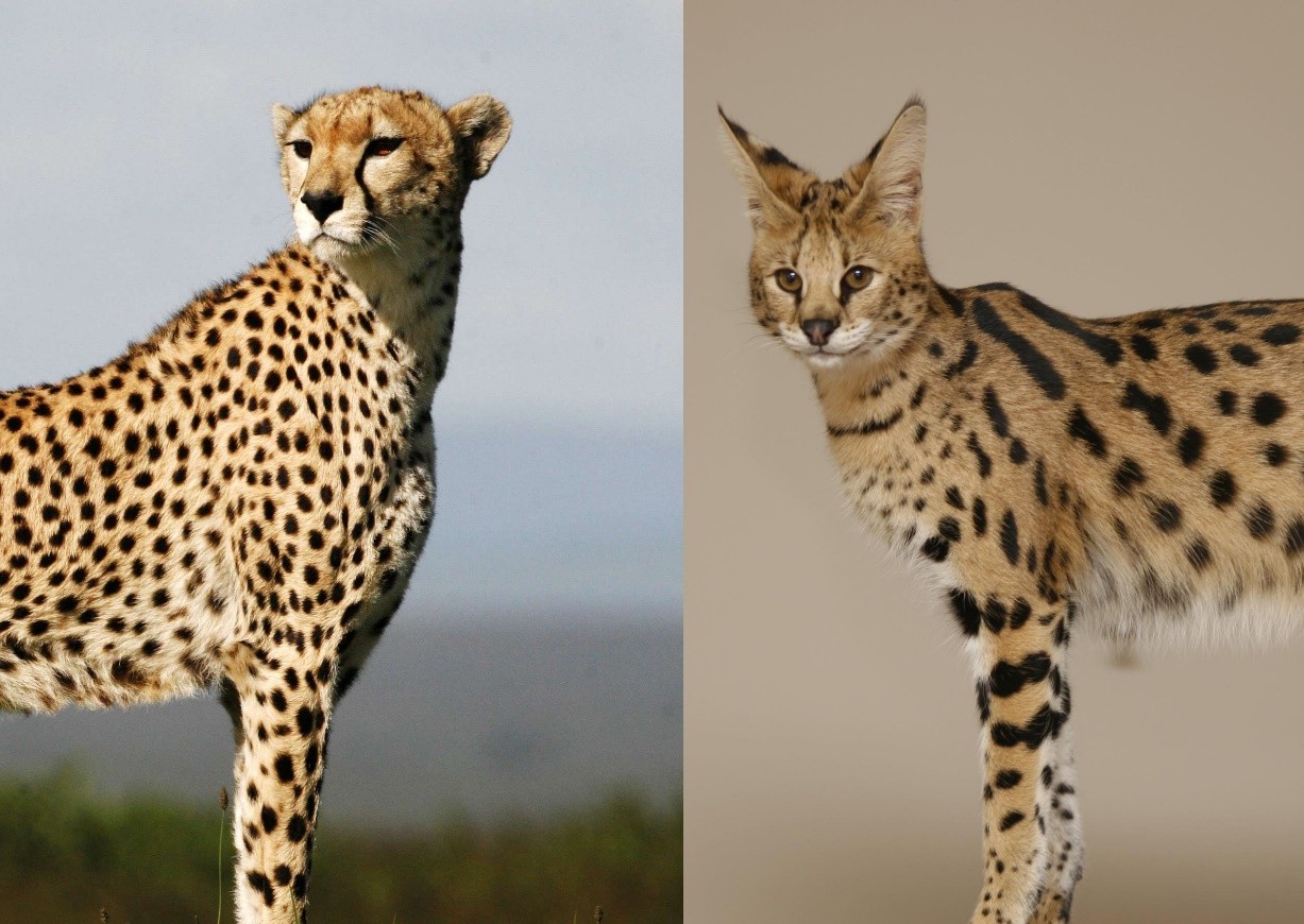 They are NOT cheetahs