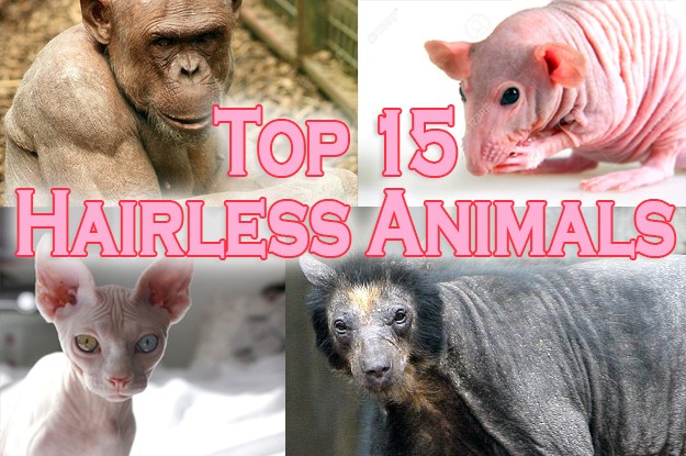 Top 15 Hairless and Creepy Looking Animals of Their Kind