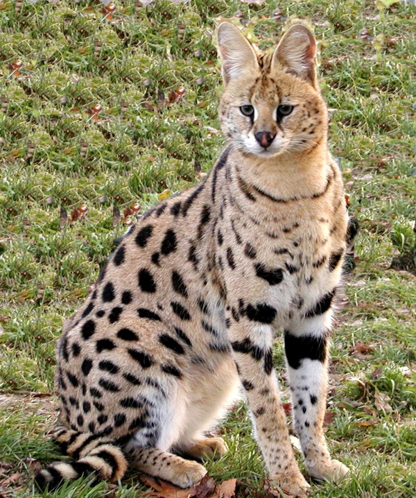 You can’t just own an African serval on a whim