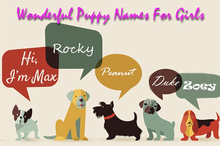 here-are-10-cute-and-wonderful-puppy-names-for-girls-you-wont-run-out-of-ideas