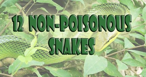 snakes-are-scary-since-they-contain-deadly-venom-but-these-12-non-poisonous-snakes-will-make-you-think-again